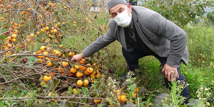 Trabzon'da meyve çok verince dallar ağırlığa dayanamadı