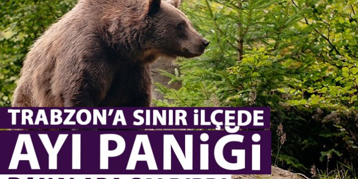 Trabzon'un sınır ilçesinde ayı paniği! Danalara saldırdı