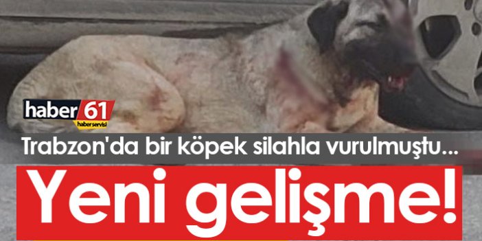 Trabzon'da silahla yaralanan köpek olayında yeni gelişme