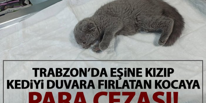 Trabzon'da eşine kızıp kediyi duvara fırlatan kocaya 1500 TL ceza