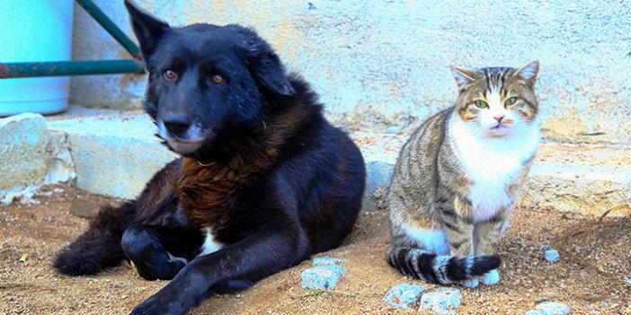 Gümüşhane'de kedi ile köpeğin dostluğu dikkat çekiyor