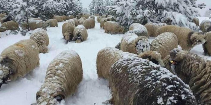 Karda yayılan koyunların ilginç görüntüsü