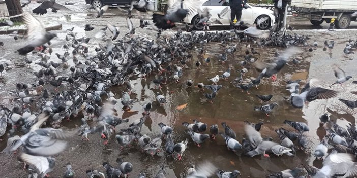 Aç kalan güvercinlerin yardımına polisler koştu