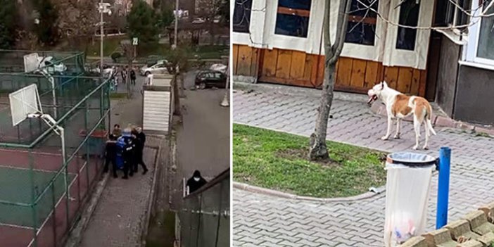 İstanbul'da pitbull saldırısı: 2 yaralı