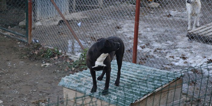 Artvin’de yasaklı ırk köpekler kayıt altına alınıyor