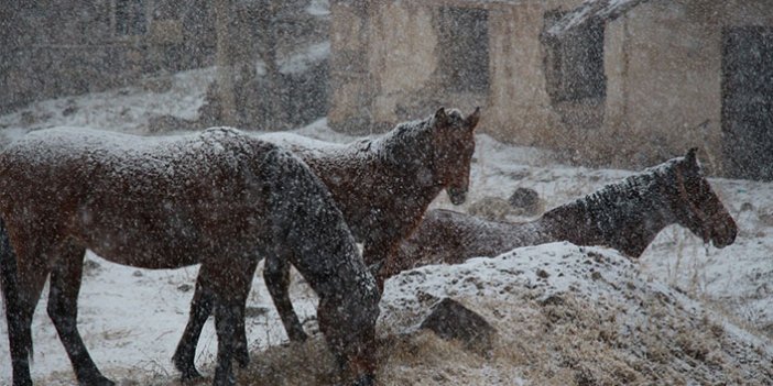 Erzurum'da karın keyfini atlar çıkardı