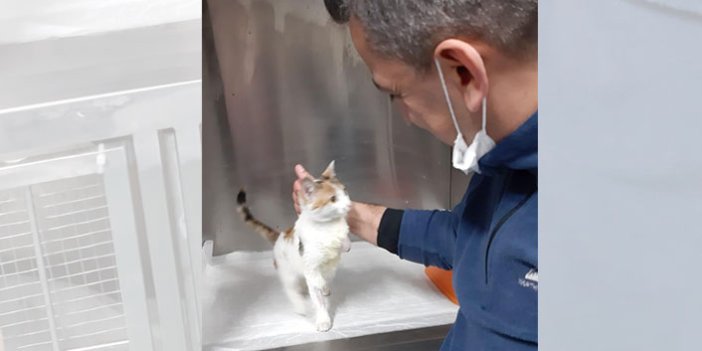 Yaralı kedi şefkatli ellerde sağlığına kavuştu