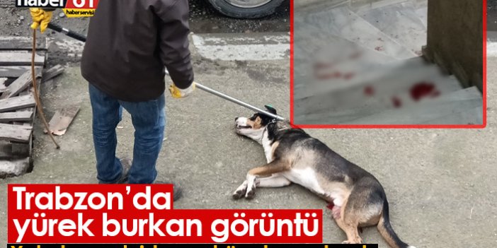 Trabzon'da yürek burkan görüntü! Yakalanmak istenen köpek yaralandı