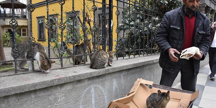 Trabzonlu vatandaştan anlamlı davranış! Topladığı geri dönüşüm malzemeleri ile kedileri besliyor