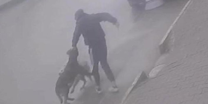 Köpeğine saldıran sokak köpeğini bıçakladı!
