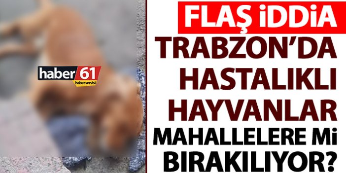 Trabzon’da hastalıklı köpekler mahallelere mi bırakılıyor? Flaş iddia