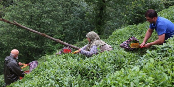 Rize'den 32 ülkeye 9,8 milyon dolarlık çay ihracatı