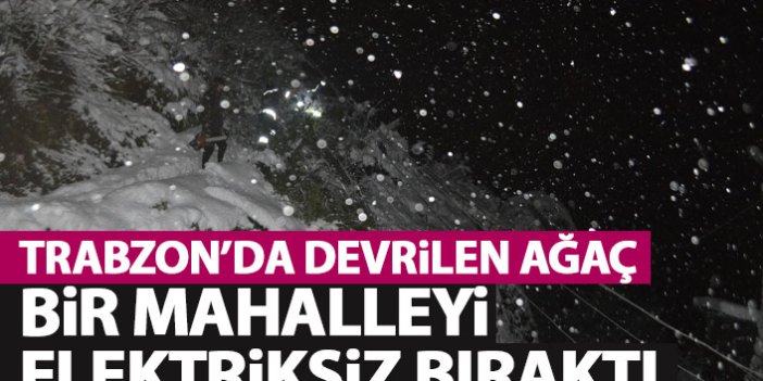 Trabzon’da kar nedeniyle devrilen ağaç bir mahalleyi karanlıkta bıraktı