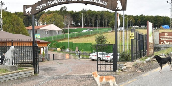 Samsun’da 137 yasaklı ırk köpek bakım merkezine bırakıldı