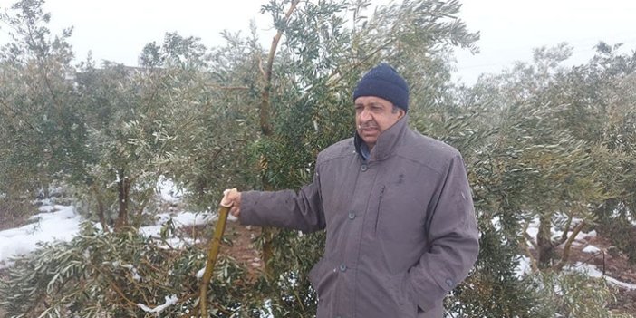 Hatay'da kar zeytin ağaçlarının dallarını kırdı