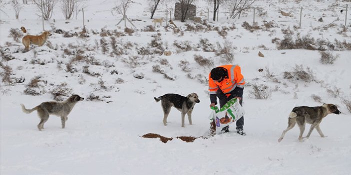 Konya Büyükşehir Belediyesi ağır kış şartlarında sahipsiz hayvanların da yanında