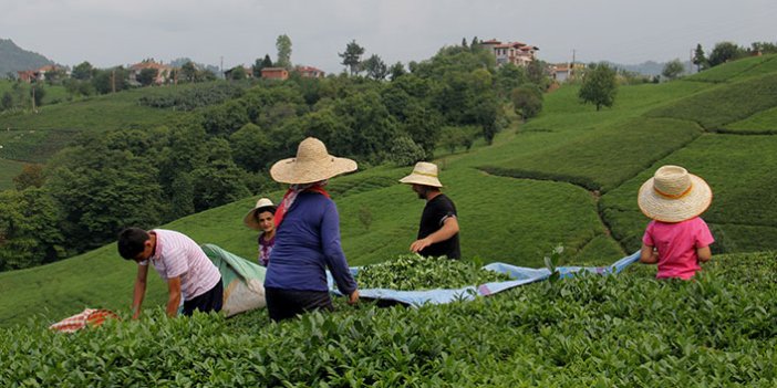 Çay Sektörü Nereye Gidiyor? “Girdiler arttı ama çay fiyatı aynı"