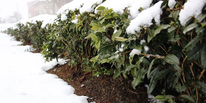 Çay üreticileri çaya kar yağmasından memnun