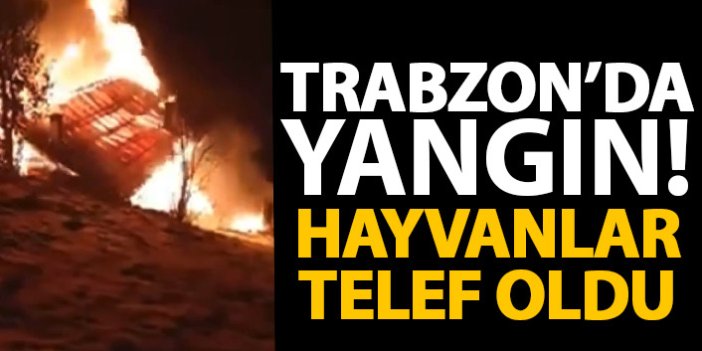 Trabzon'da yangını çaresizce izledi! Hayvanları telef oldu