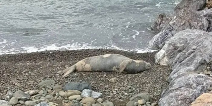 Nesli tükenme tehlikesi altındaki Akdeniz foku görüldü