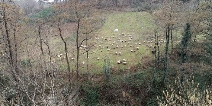 Trabzon'un yamaçları koyun sürüleriyle şenlendi