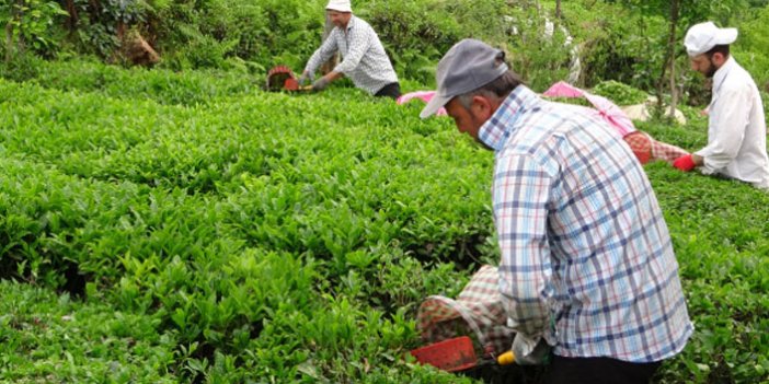 Çay ihracatı 2022 yılının ilk ayında 1,4 milyon dolar kazandırdı