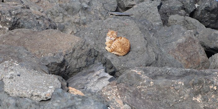 Kayalıklar kedilerin barınağı haline geldi