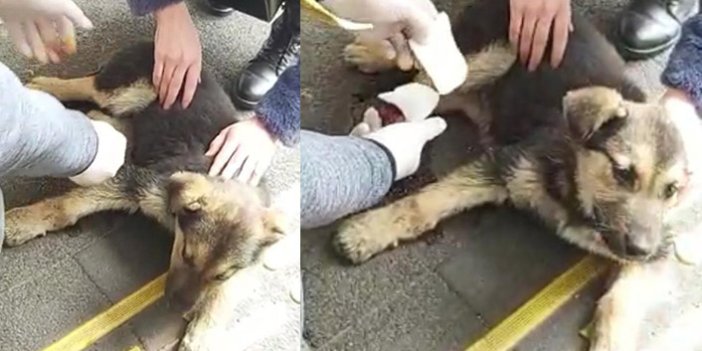 Rize'de otomobilin çarptığı köpek hastanede tedavi edildi