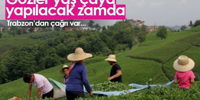 Trabzon'dan yaş çay fiyatları için çağrı