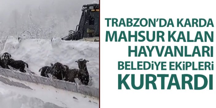 Trabzon'da karda mahsur kalan hayvanları ekipler kurtardı