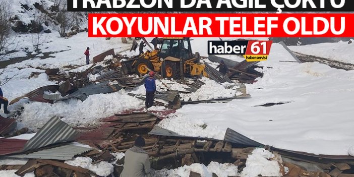 Trabzon’da kara dayanamayan ağıl çöktü! Koyunlar telef oldu