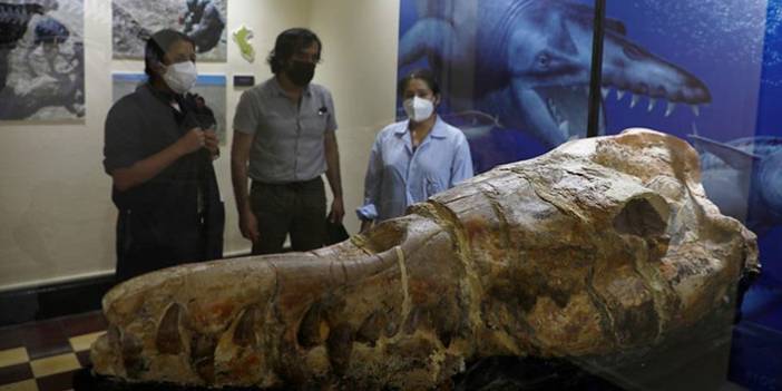36 milyon yıllık 'Basilosaurus fosili  ziyaretçilerle buluştu