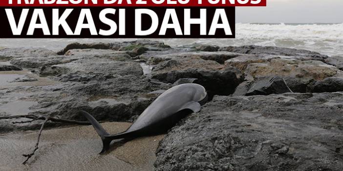 Trabzon'da sahile 2 ölü yunus daha vurdu