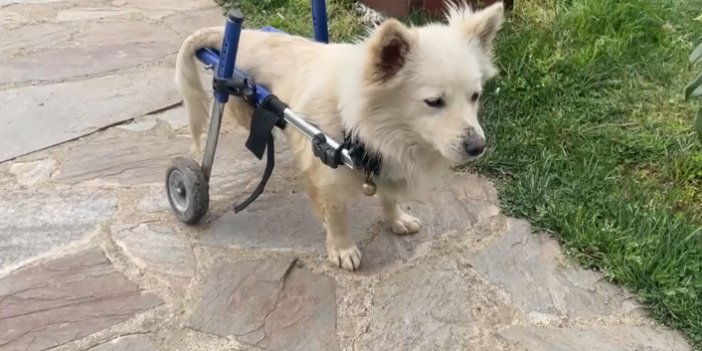 Trabzon'da trafik kazasında felç olan "Pamuk" adlı köpeğe yürüteç desteği
