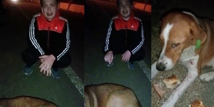 Rize'de bir çocuk tüfekle vurulan köpeğin başında ağladı