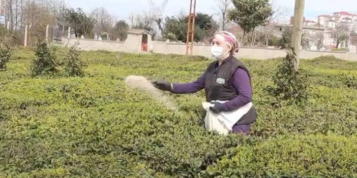 Doğu Karadeniz'de yaş çay sezonu hazırlıkları başladı