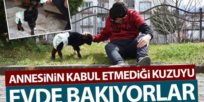 Trabzon'da annesinin kabul etmediği kuzuyu biberonla besliyorlar