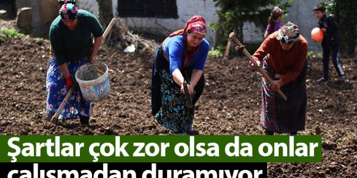 Karadeniz kadınları zor şartlara rağmen çalışmaya ara vermiyor