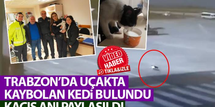 Trabzon Havalimanı’nda kaybolan kedi bulundu! İşte kaçış anı