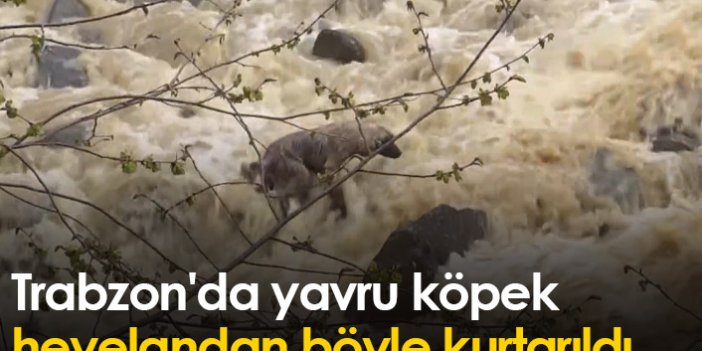 Trabzon'da yavru köpek heyelandan böyle kurtarıldı