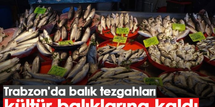 Trabzon'da balık tezgahları kültür balıklarına kaldı