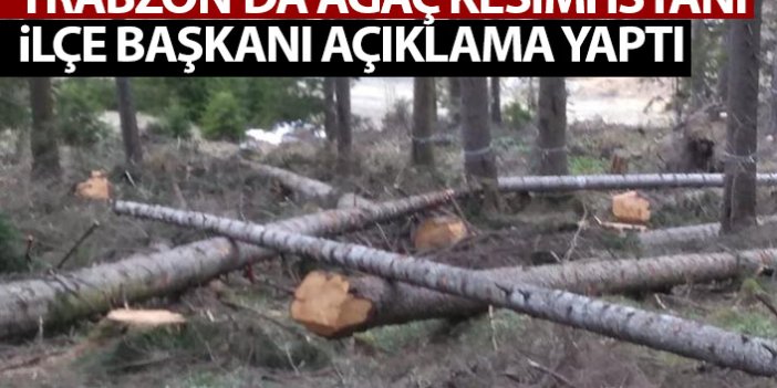 Trabzon'da orman kesimi isyanı! İlçe başkanı açıklama yaptı
