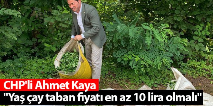 CHP'li Ahmet Kaya "Yaş çay taban fiyatı en az 10 lira olmalı"