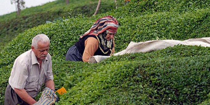 ÇAYKUR'dan çay üreticisine çağrı