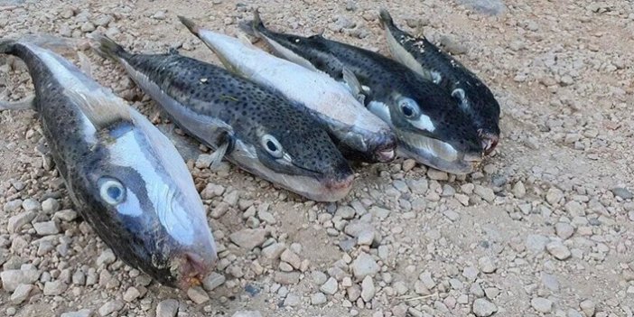 Mersin'de sahile vuran balon balıklarını yiyen kediler zehirlendi