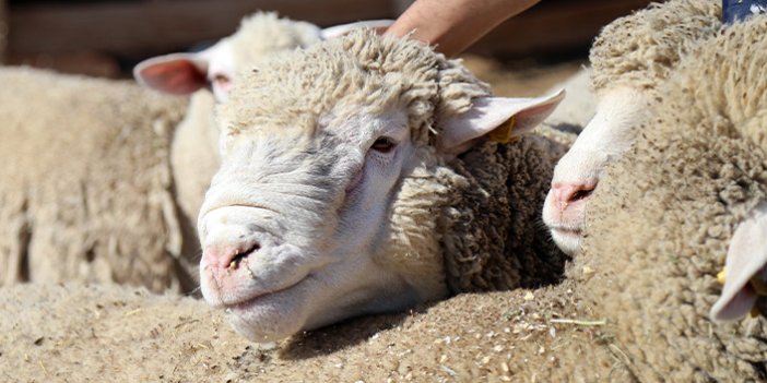 Gümüşhane’de ‘Ile de France’ ırkı koyunlar üreticinin yüzünü güldürüyor
