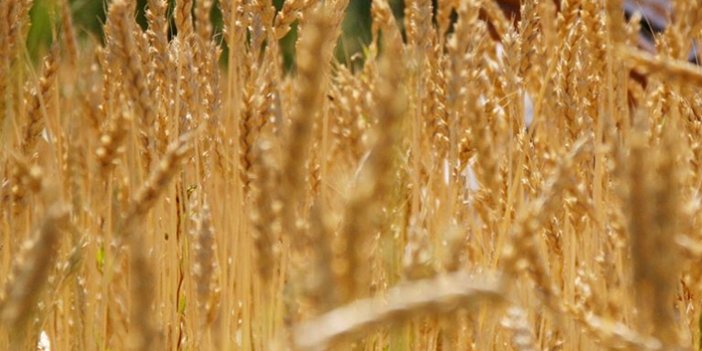 Buğday ve arpa alım fiyatları açıklandı