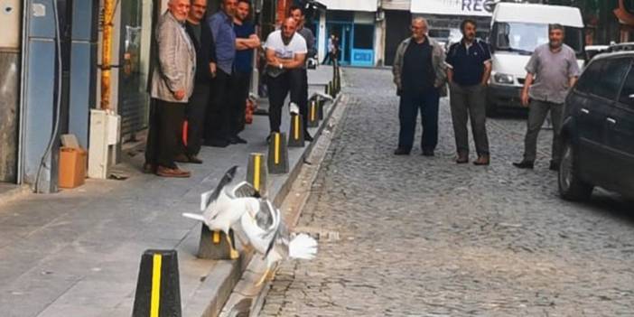 Trabzon'da martıların kavgası! Film gibi izlediler