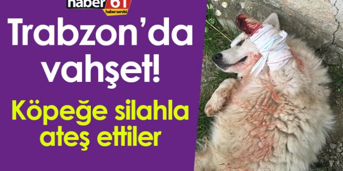 Trabzon'da vahşet! Köpeğe silahla ateş ettiler