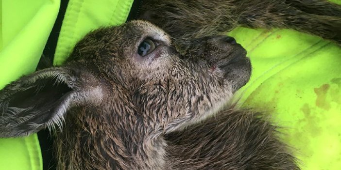 Doğa fotoğrafçısı yeni doğmuş dağ keçisinin hayatını kurtardı